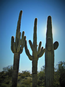 Saguaro Cactus | The Jonsteen Company