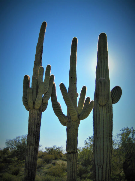 Saguaro Cactus | The Jonsteen Company