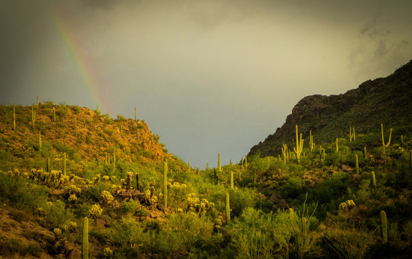 Saguaro Cactus | The Jonsteen Company