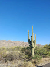 Load image into Gallery viewer, Saguaro Cactus | The Jonsteen Company