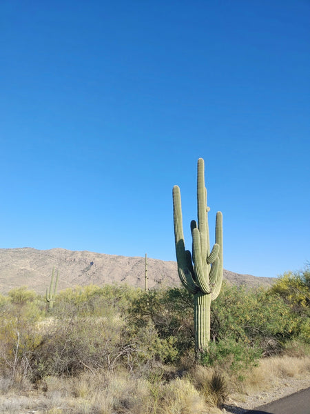 Saguaro Cactus | The Jonsteen Company