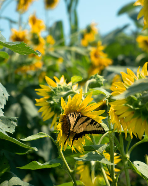 Sunflower | Flower Seed Grow Kit | The Jonsteen Company