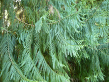 Load image into Gallery viewer, Taiwan Cedar (a.k.a. Coffin Tree) | The Jonsteen Company