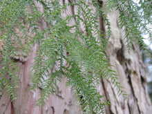 Load image into Gallery viewer, Taiwan Cedar (a.k.a. Coffin Tree) | The Jonsteen Company