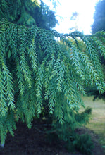 Load image into Gallery viewer, Taiwan Cedar (a.k.a. Coffin Tree) | The Jonsteen Company