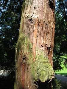 Western Redcedar | Thuja plicata