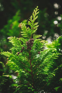 Western Redcedar | Thuja plicata