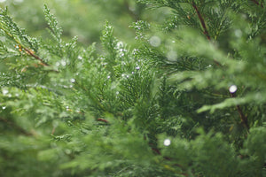 Western Redcedar | Thuja plicata