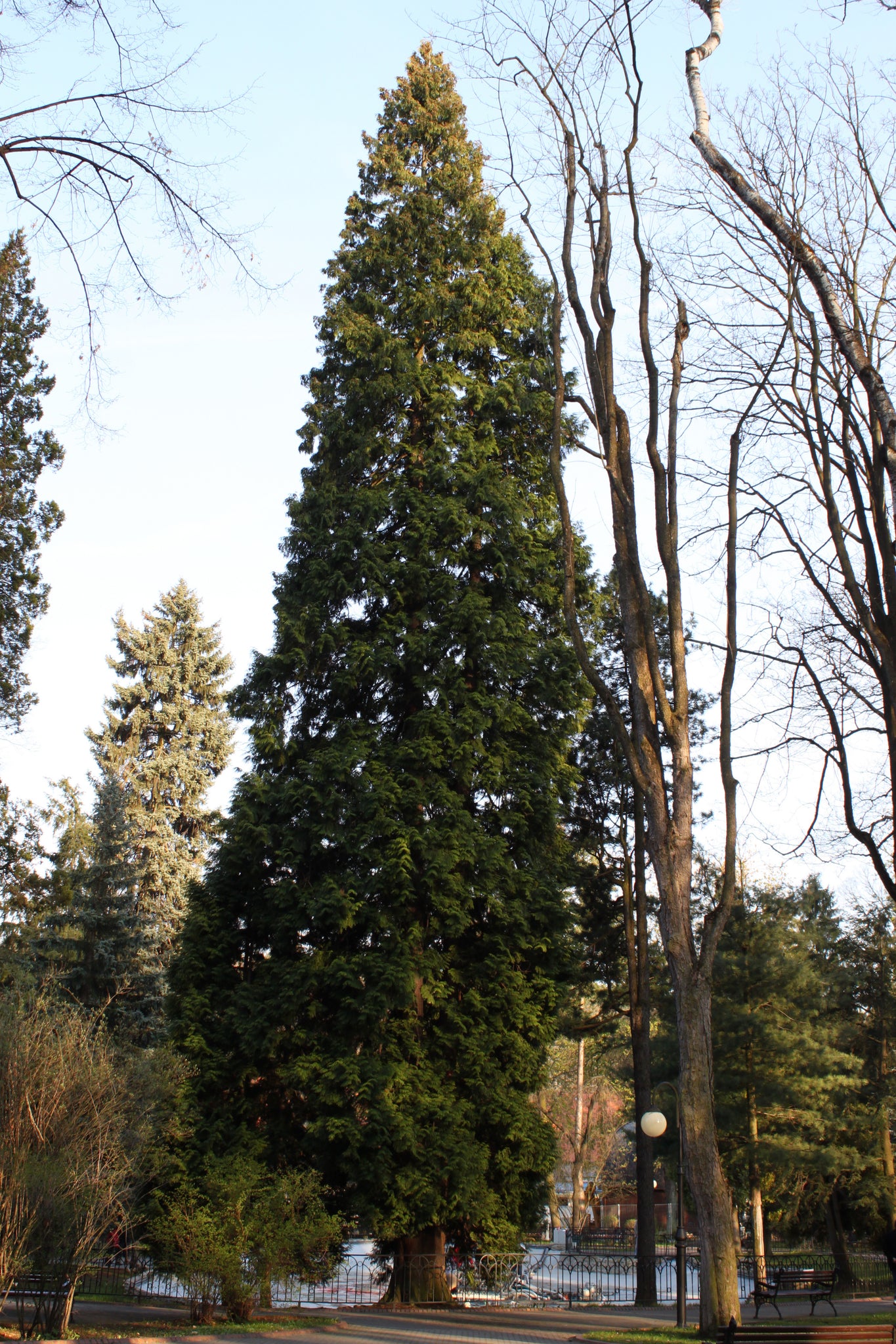 Red Seeter Tree Western Redcedar | Medium Tree Seedling – The Jonsteen Company
