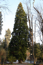 Load image into Gallery viewer, Western Redcedar | Thuja plicata