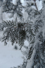 Load image into Gallery viewer, Western Redcedar | Thuja plicata