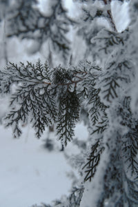 Western Redcedar | Thuja plicata