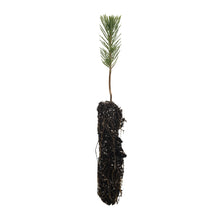 Load image into Gallery viewer, Afghan Pine | Small Tree Seedling | The Jonsteen Company