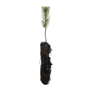 Afghan Pine | Small Tree Seedling | The Jonsteen Company