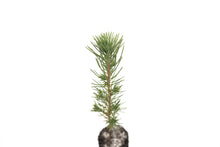 Load image into Gallery viewer, Afghan Pine | Medium Tree Seedling | The Jonsteen Company