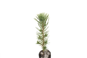 Afghan Pine | Medium Tree Seedling | The Jonsteen Company