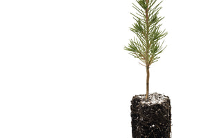Afghan Pine | Medium Tree Seedling | The Jonsteen Company