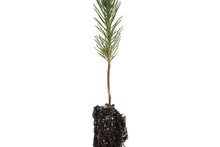 Load image into Gallery viewer, Afghan Pine | Small Tree Seedling | The Jonsteen Company