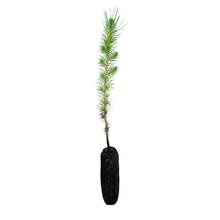Load image into Gallery viewer, Aleppo Pine | Medium Tree Seedling | The Jonsteen Company