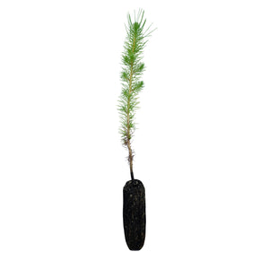 Aleppo Pine | Medium Tree Seedling | The Jonsteen Company