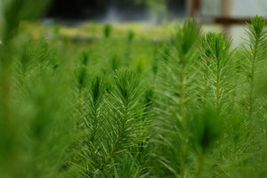Aleppo Pine | Lot of 30 Tree Seedlings