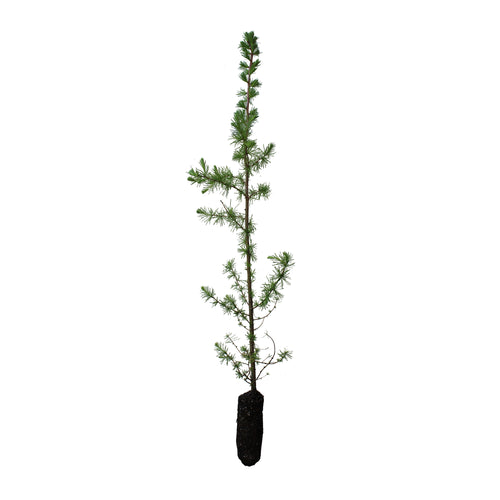 American Larch | Medium Tree Seedling | The Jonsteen Company
