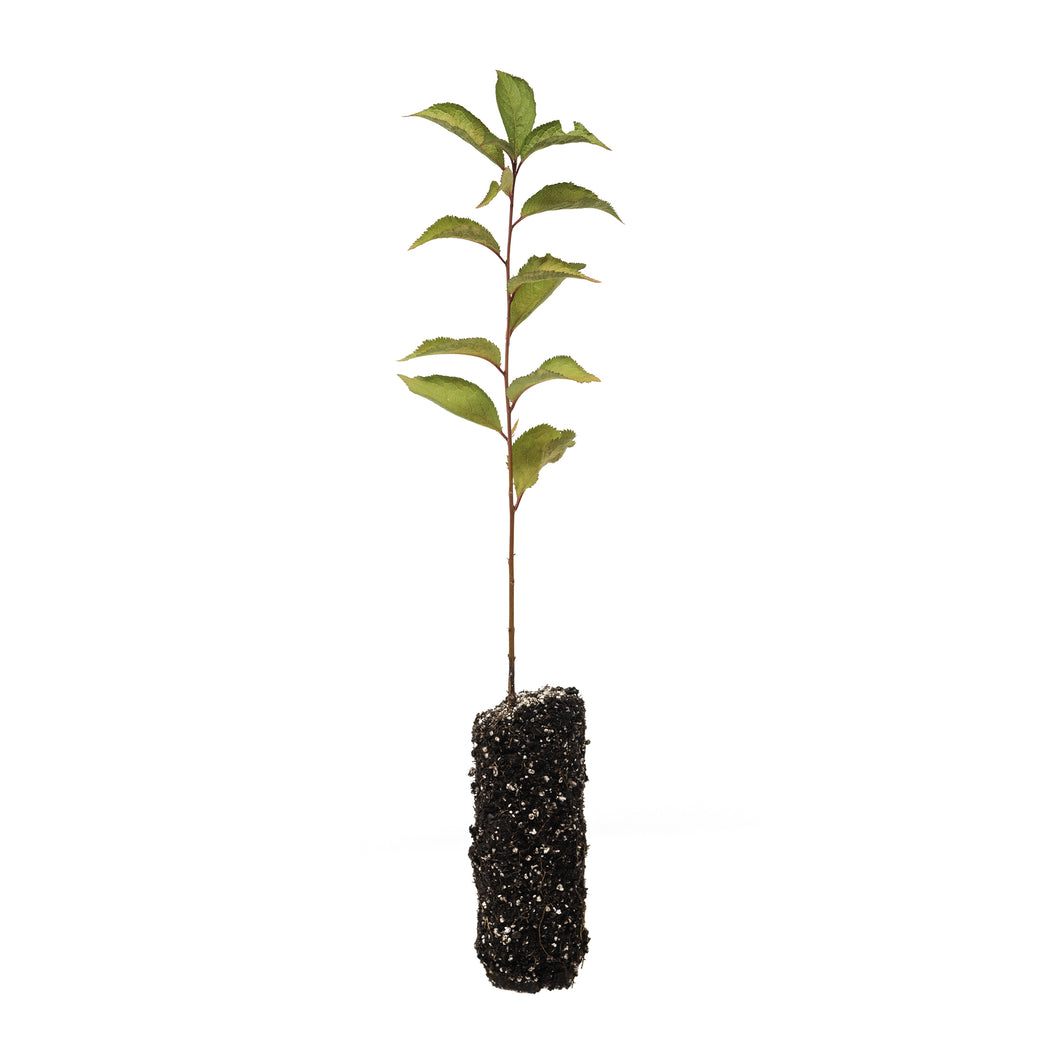 American Plum | Medium Tree Seedling | The Jonsteen Company