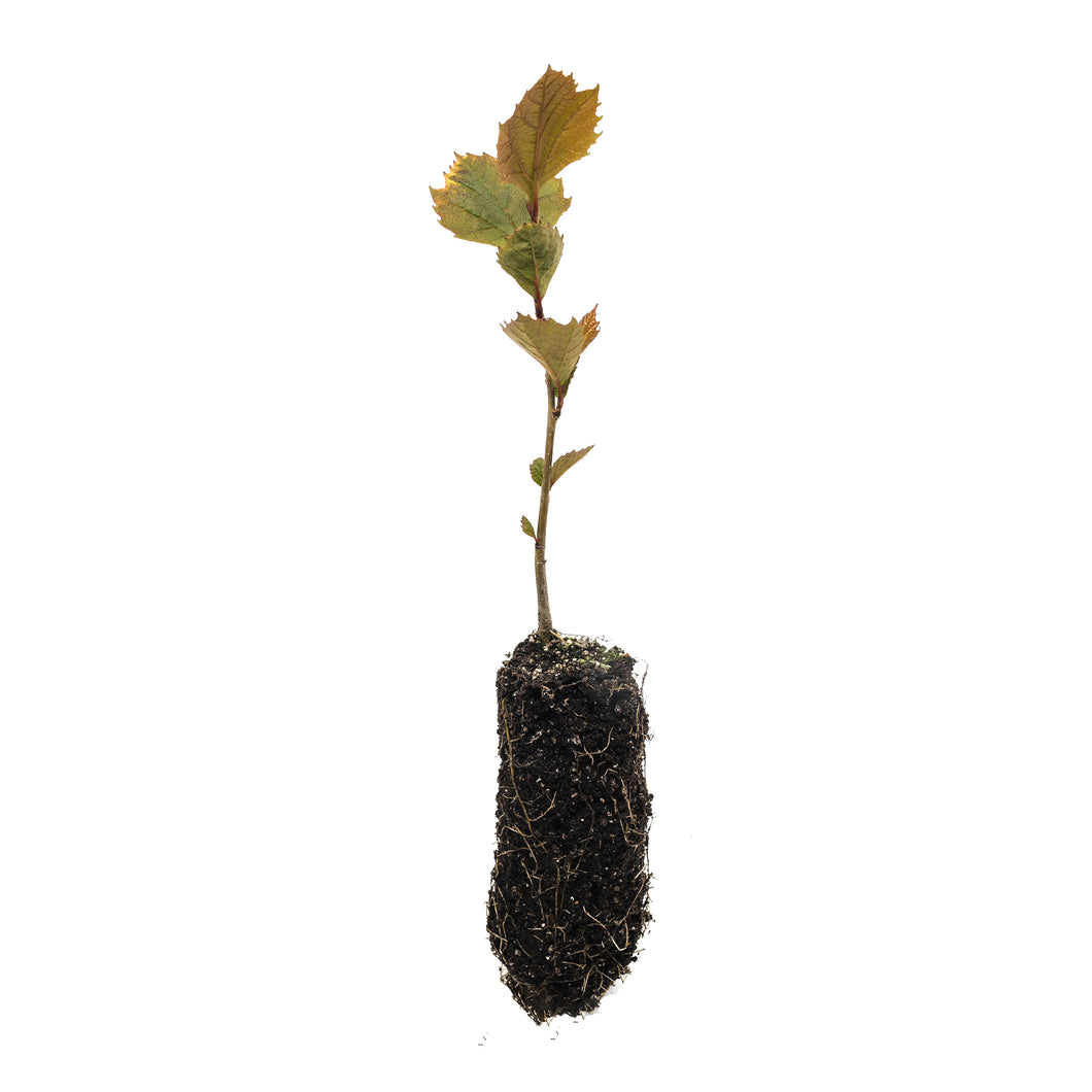 American Sycamore | Medium Tree Seedling | The Jonsteen Company