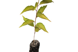 American Plum | Medium Tree Seedling | The Jonsteen Company