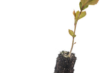 Load image into Gallery viewer, American Sycamore | Medium Tree Seedling | The Jonsteen Company