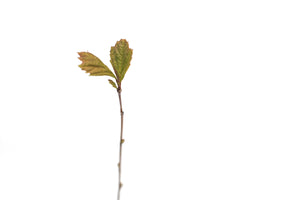 American Sycamore | Small Tree Seedling | The Jonsteen Company