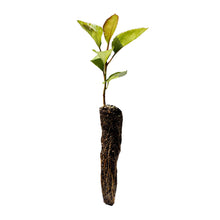 Load image into Gallery viewer, Antonovka Apple | Small Tree Seedling | The Jonsteen Company