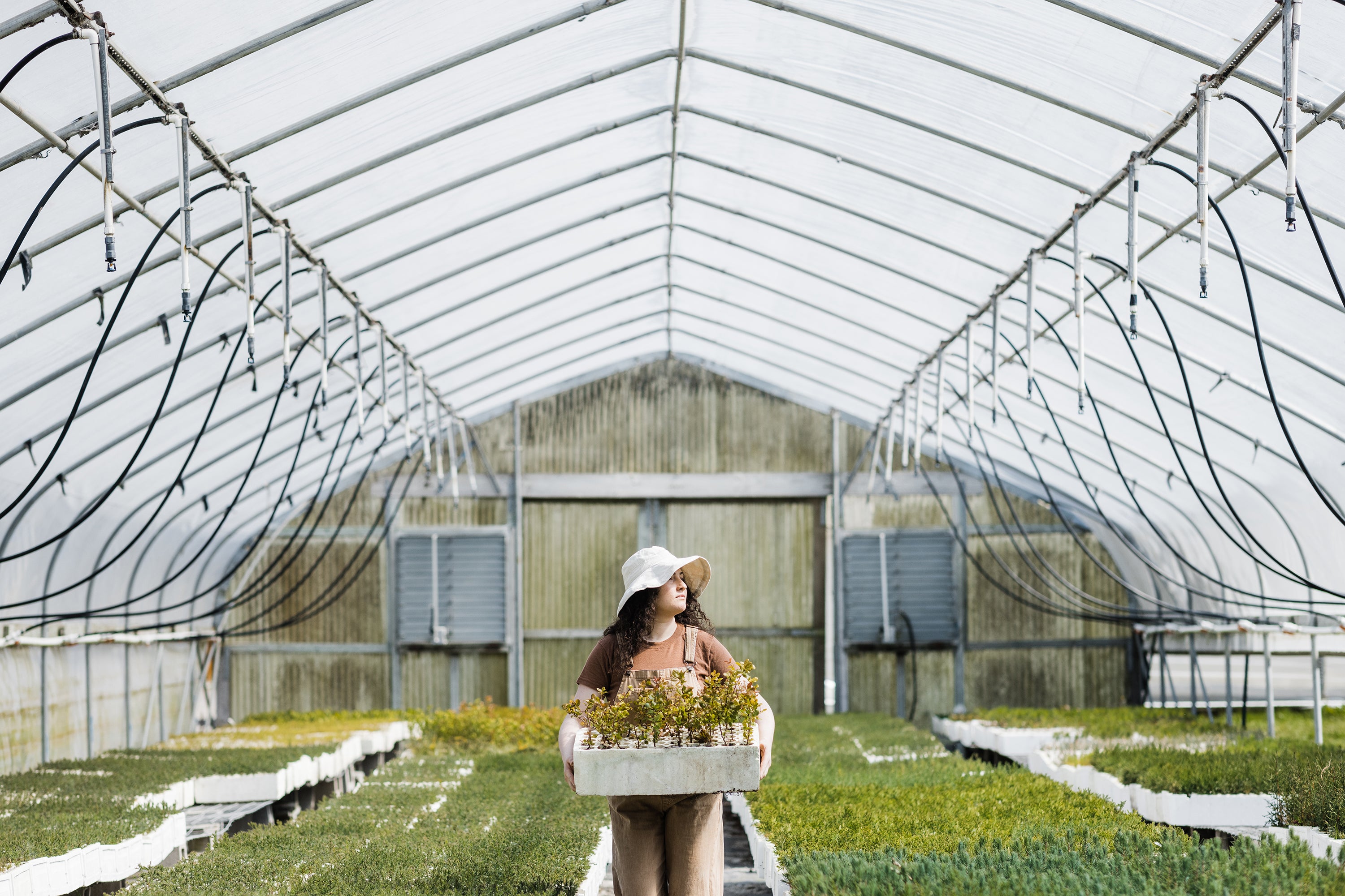 Coast Live Oak | Bulk Nursery Lots – The Jonsteen Company