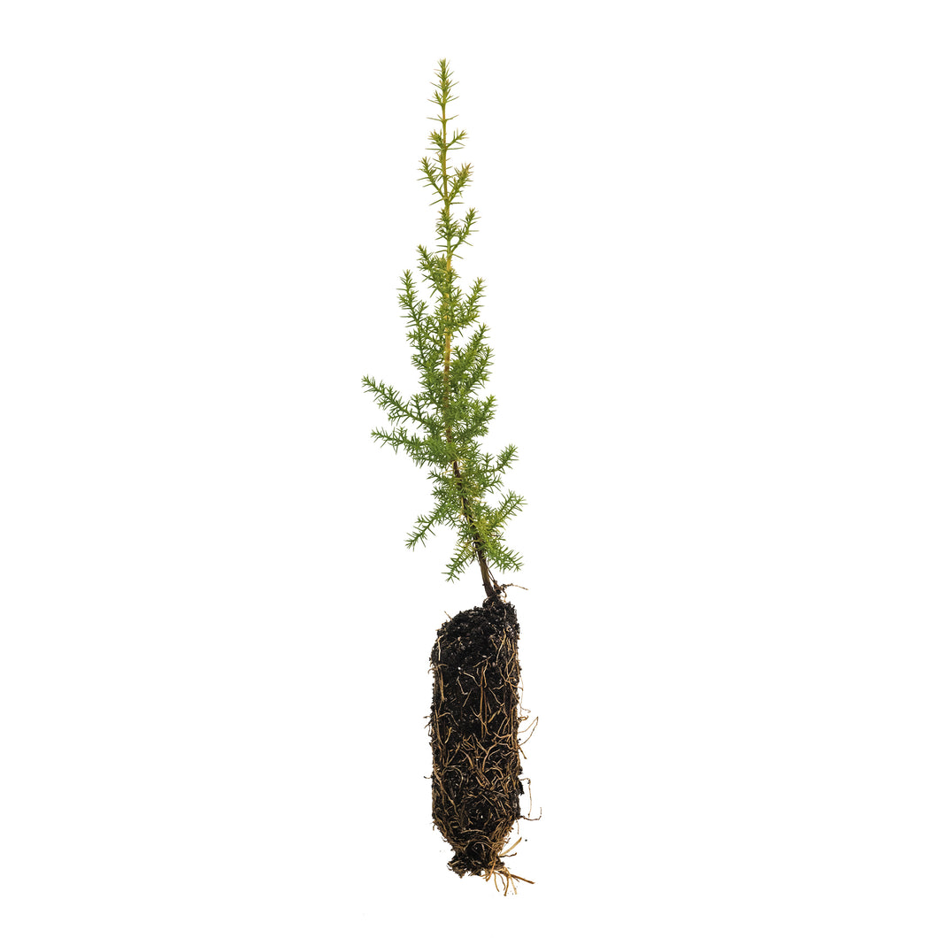 Arizona Cypress | Medium Tree Seedling | The Jonsteen Company