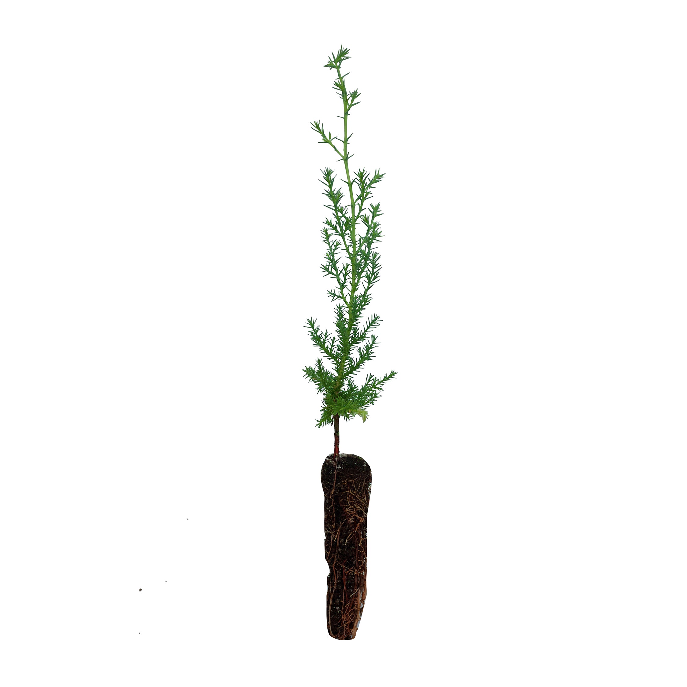 Arizona Cypress | Small Tree Seedling – The Jonsteen Company