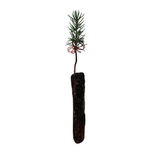 Load image into Gallery viewer, Atlas Cedar | Lot of 30 Tree Seedlings | The Jonsteen Company