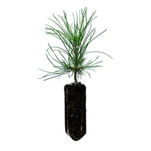 Load image into Gallery viewer, Austrian Black Pine | Medium Tree Seedling | The Jonsteen Company