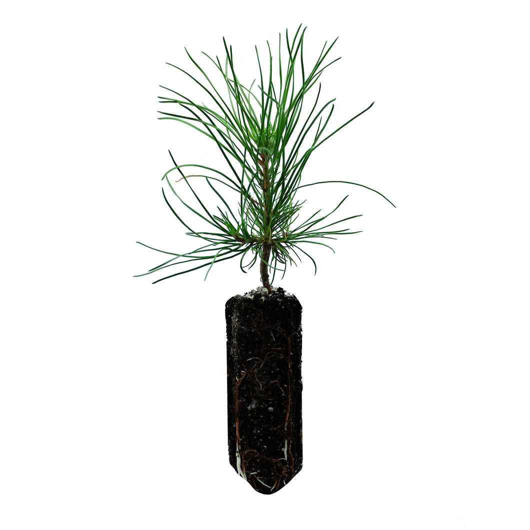 Austrian Black Pine | Medium Tree Seedling | The Jonsteen Company