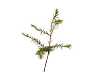 Load image into Gallery viewer, Baldcypress | Small Tree Seedling | The Jonsteen Company