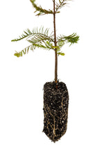 Load image into Gallery viewer, Baldcypress | Medium Tree Seedling | The Jonsteen Company