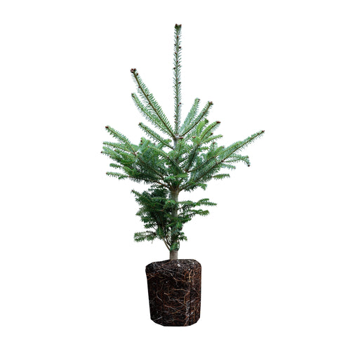 Balsam Fir | Large Tree Seedling | The Jonsteen Company