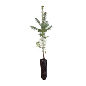 Balsam Fir | Medium Tree Seedling | The Jonsteen Company