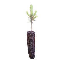Load image into Gallery viewer, Balsam Fir | Small Tree Seedling | The Jonsteen Company