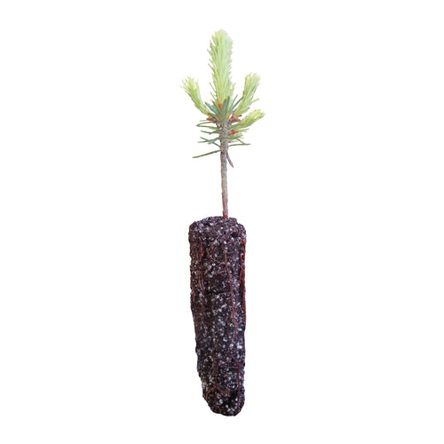 Balsam Fir | Small Tree Seedling | The Jonsteen Company