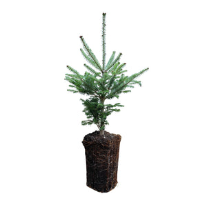Balsam Fir | XL Tree Seedling | The Jonsteen Company