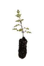Load image into Gallery viewer, Kashmir Cypress | Medium Tree Seedling | The Jonsteen Company