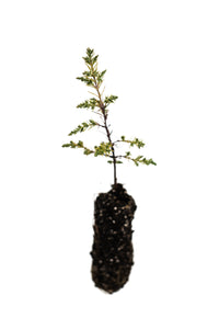 Kashmir Cypress | Medium Tree Seedling | The Jonsteen Company