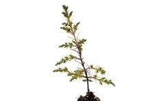 Load image into Gallery viewer, Kashmir Cypress | Lot of 30 Tree Seedlings | The Jonsteen Company