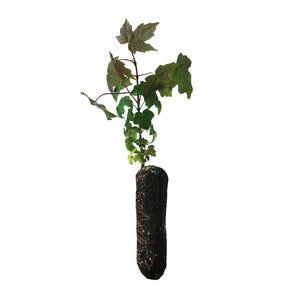 Bigleaf Maple | Medium Tree Seedling | The Jonsteen Company