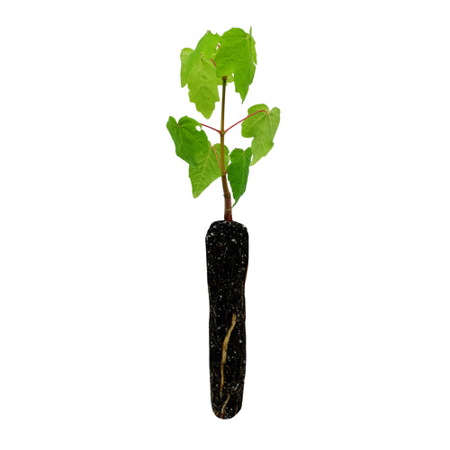 Bigleaf Maple | Small Tree Seedling | The Jonsteen Company